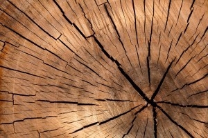 Top 10 Fehler beim Gartenhaus Aufbau - Holzsorte falsch