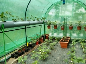 Gewächshaus kaufen - Anzucht Tomaten Pflanzen