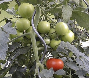 Gewächshaus kaufen Tomatengewächshaus Aufzucht