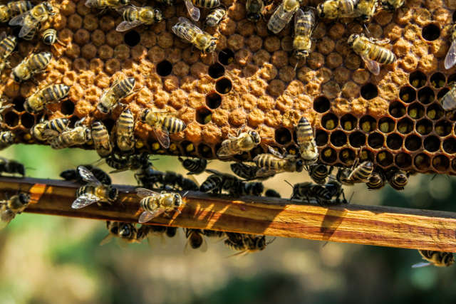 Bienennest beseitigen