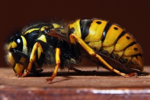 Wespen vertreiben aus Gartenhaus