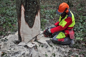 Holzfäller beim Baum fällen in Sicherheits-Set