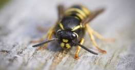 Wespen vertreiben aus Gartenhaus - Angriff der Wespe